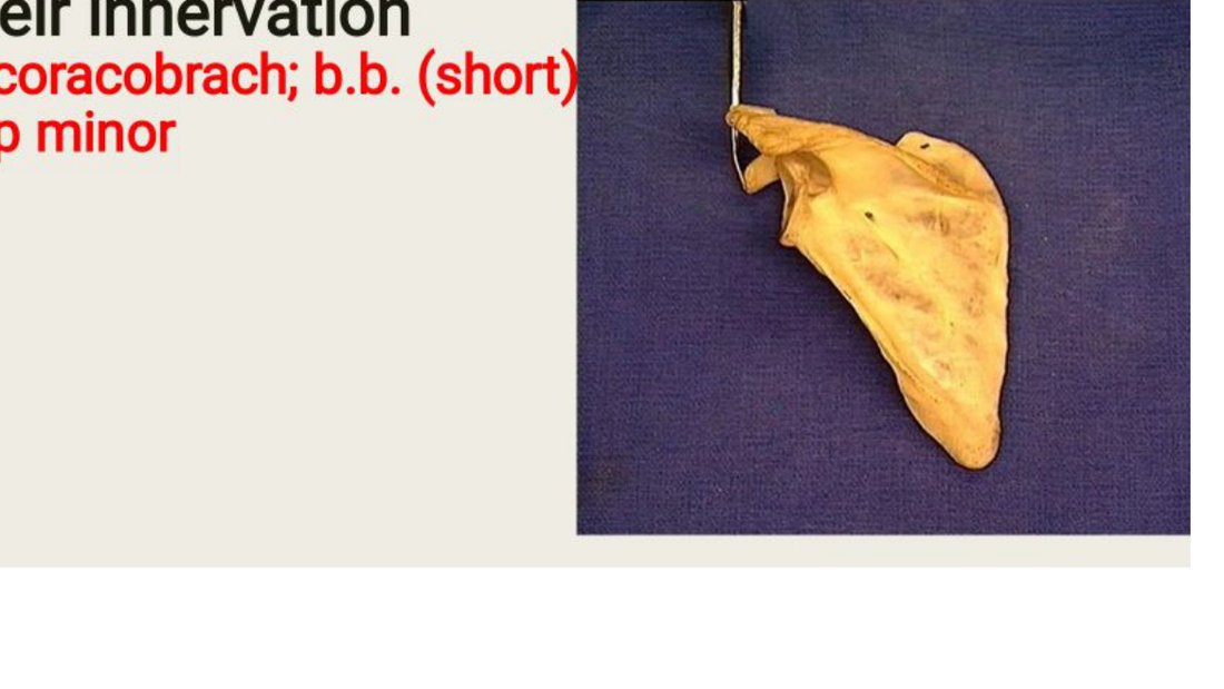 Q9 - scapula specimen with a probed point