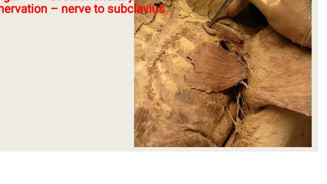 Q10 - probe on a chest wall muscle