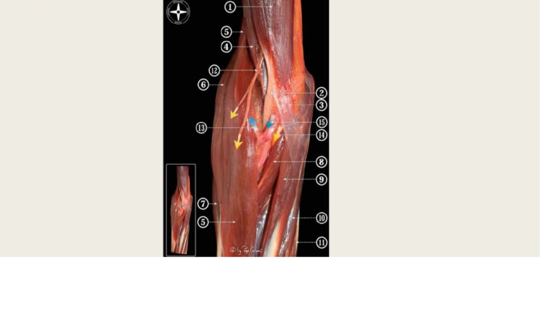 Q25 - labelled cubital fossa prosection