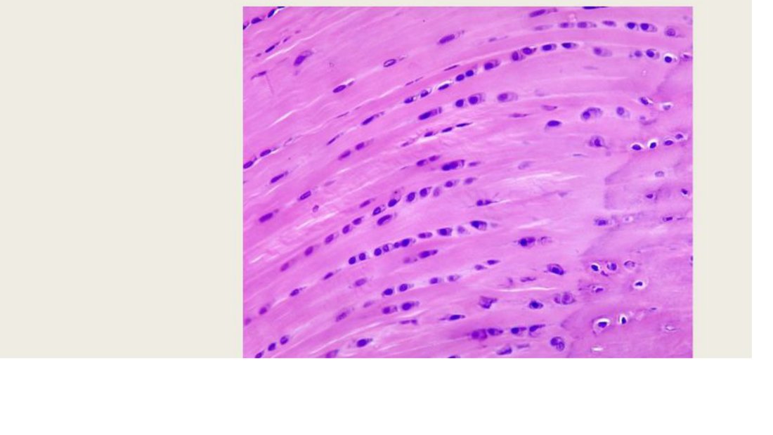 Q39 - connective tissue histology