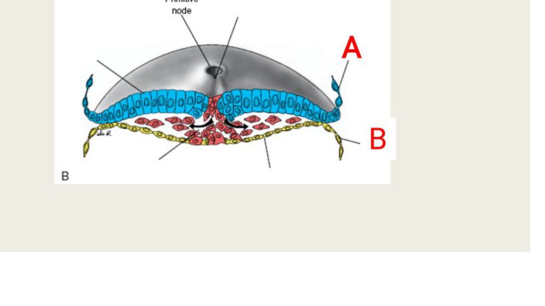Q48 - trilaminar embryonic disc diagram, primitive node, A and B labelled