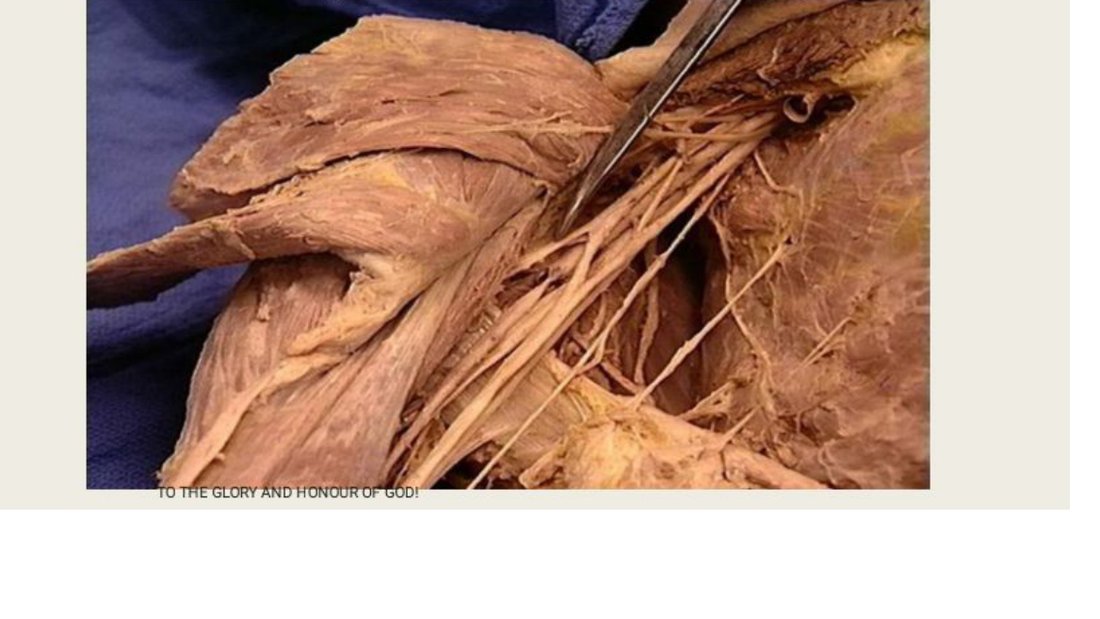 Q2 - same axillary dissection, nerve tagged