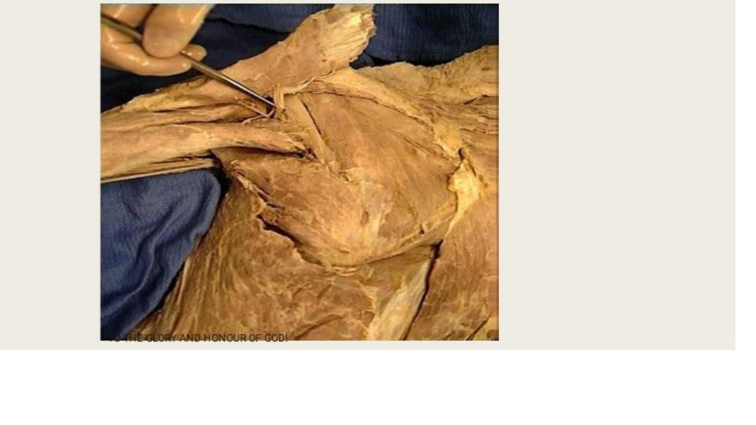 Q4 - probe tagging a nerve root at the supraclavicular fossa