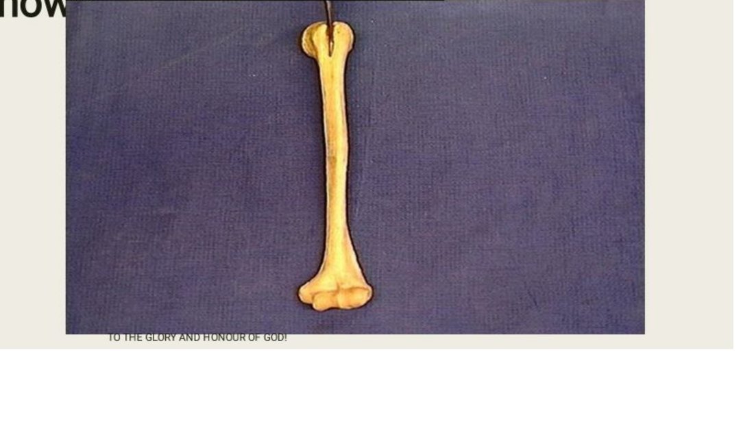 Q6 - proximal humerus with an attachment site pinned