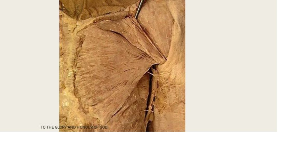 Q8 - probe inserted between two converging fan-shaped muscles