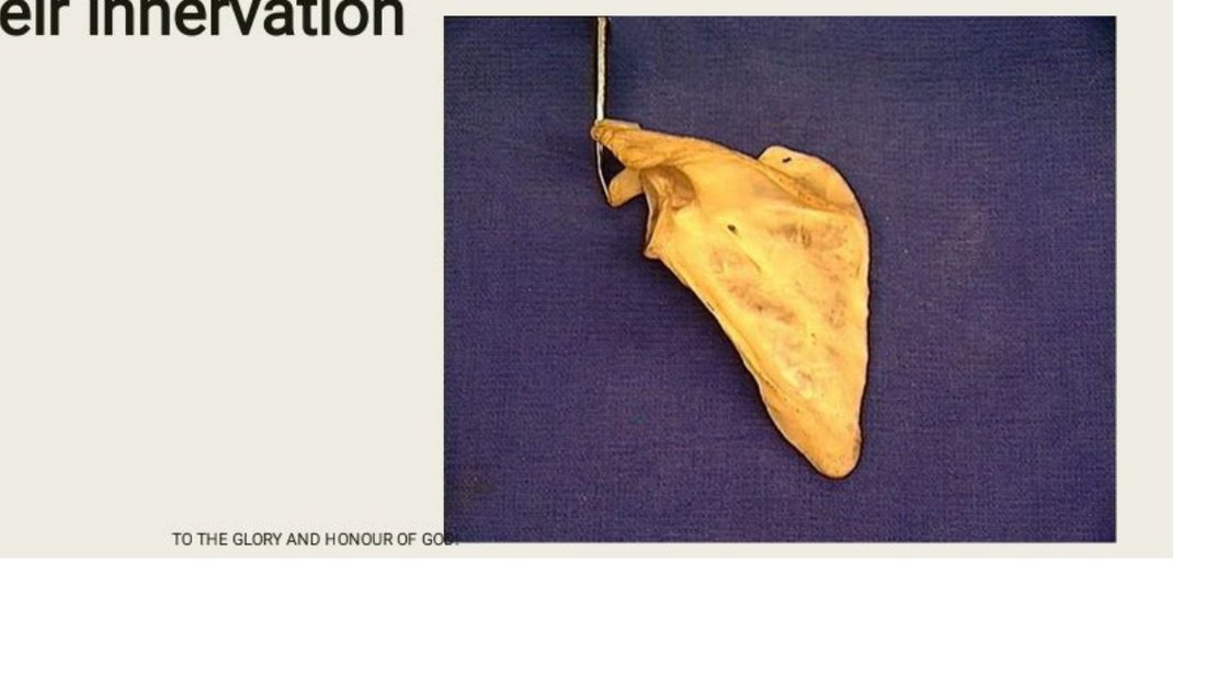 Q9 - two fan-shaped muscles converging at a probed point