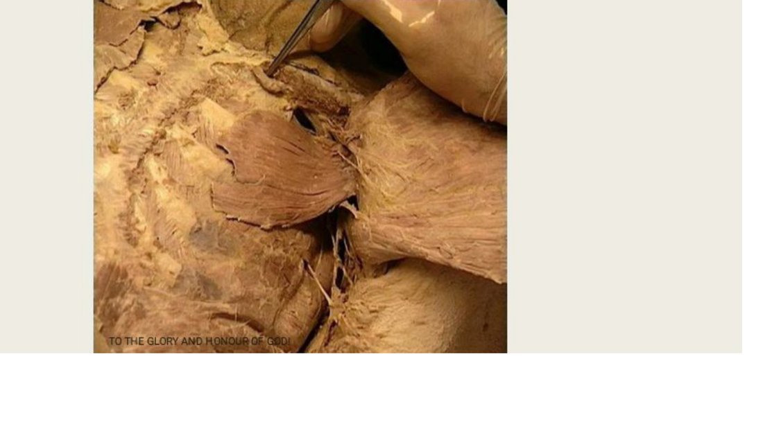Q10 - probe on a fan-shaped chest wall muscle