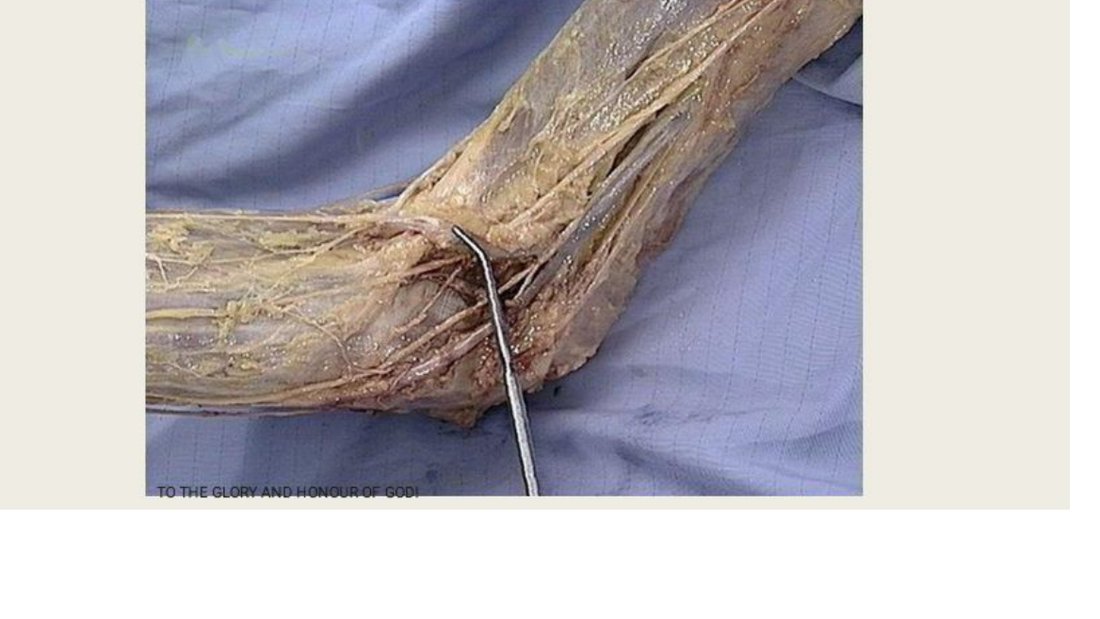 Q17 - pin at the cubital fossa