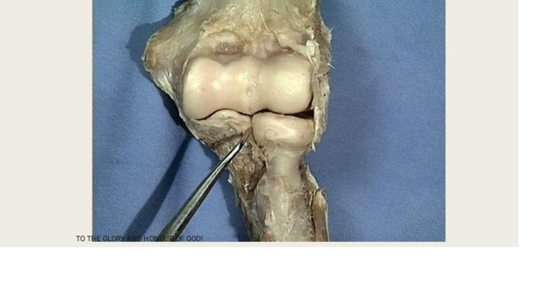 Q18 - probe at the elbow joint
