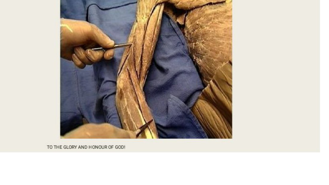 Q22 - probe on a fan-shaped chest wall muscle
