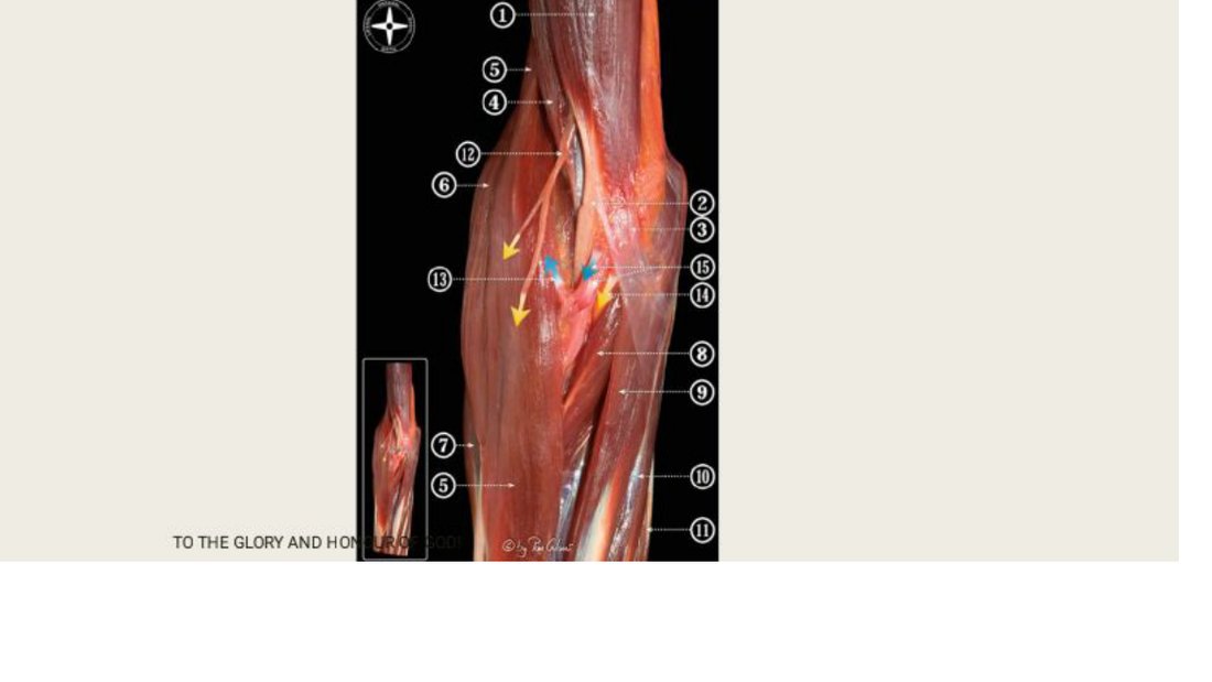 Q25 - labelled cubital fossa prosection