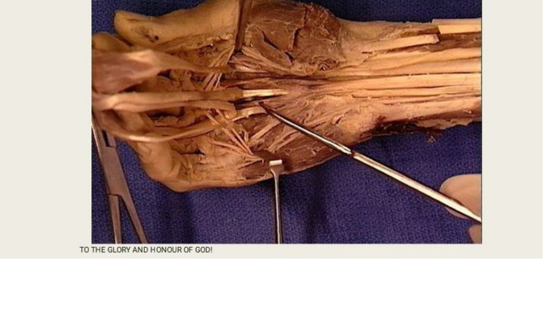 Q28 - probe on a wrist tendon