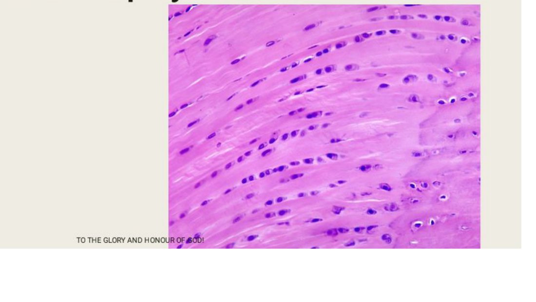 Q39 - dense regular connective tissue histology