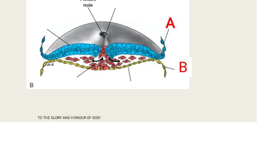 Q48 - trilaminar embryonic disc diagram, primitive node, A and B labelled