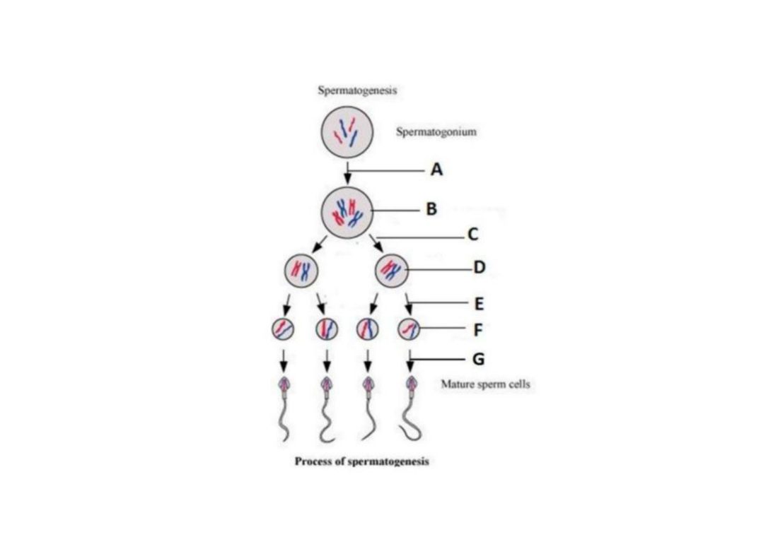 Number 1 - diagram of spermatogenesis stages A to G