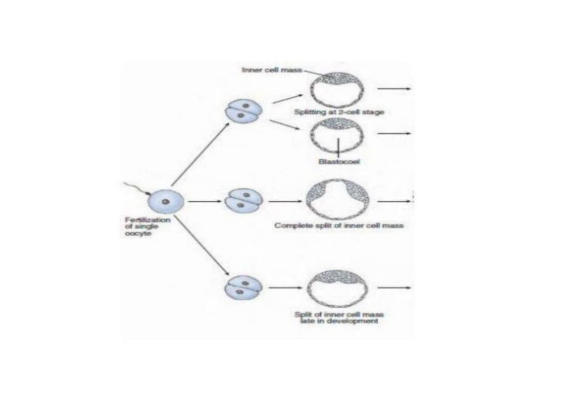 Number 19 - developing epidermis diagram
