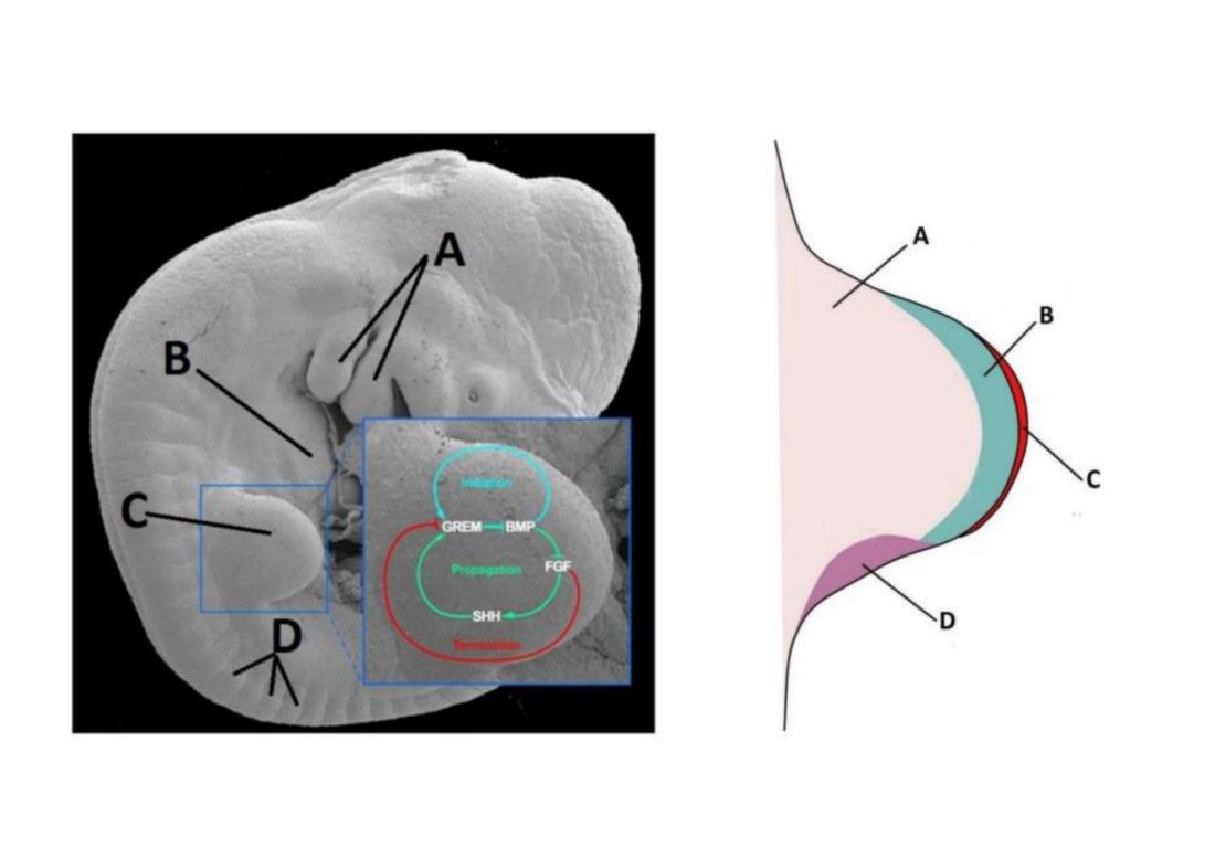 Number 23 - limb bud and pharyngeal arch diagram
