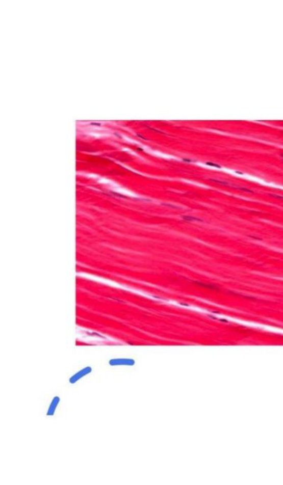 Photomicrograph of skeletal muscle fibres in longitudinal section