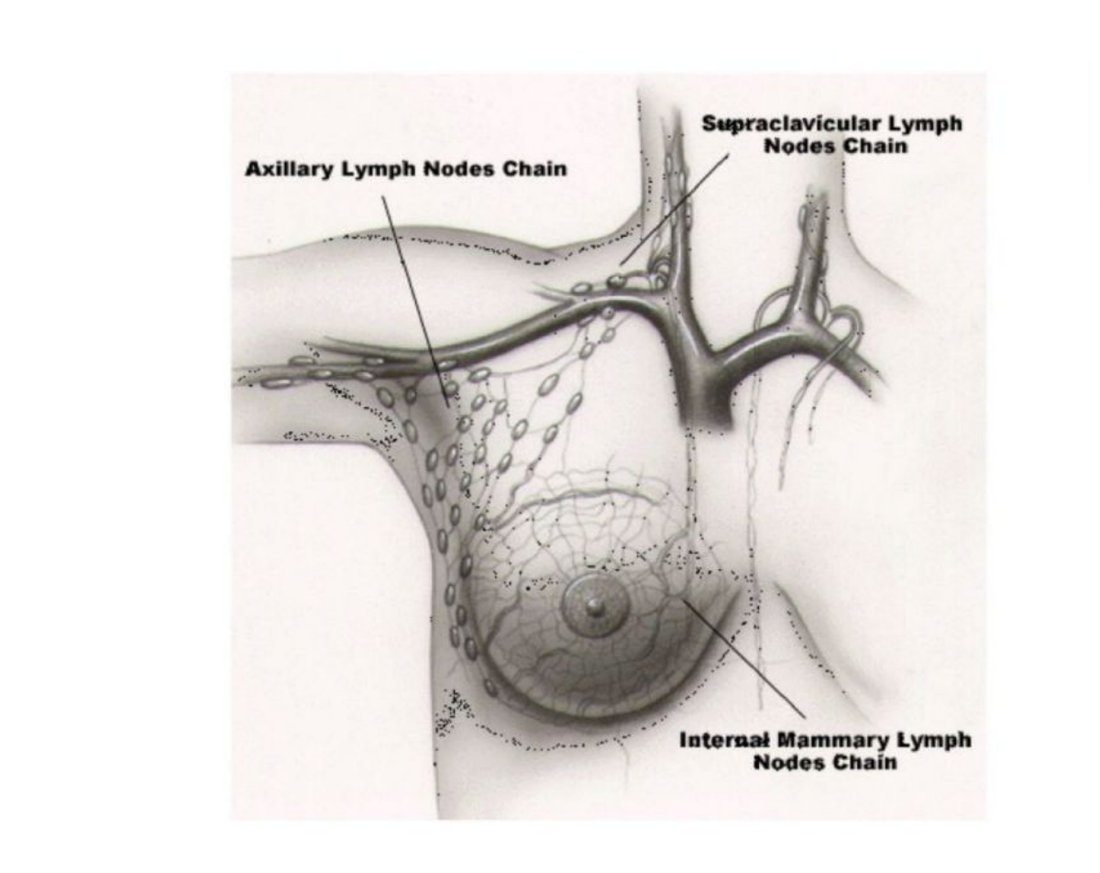 Diagram of the axillary, supraclavicular and internal mammary lymph node chains draining the breast