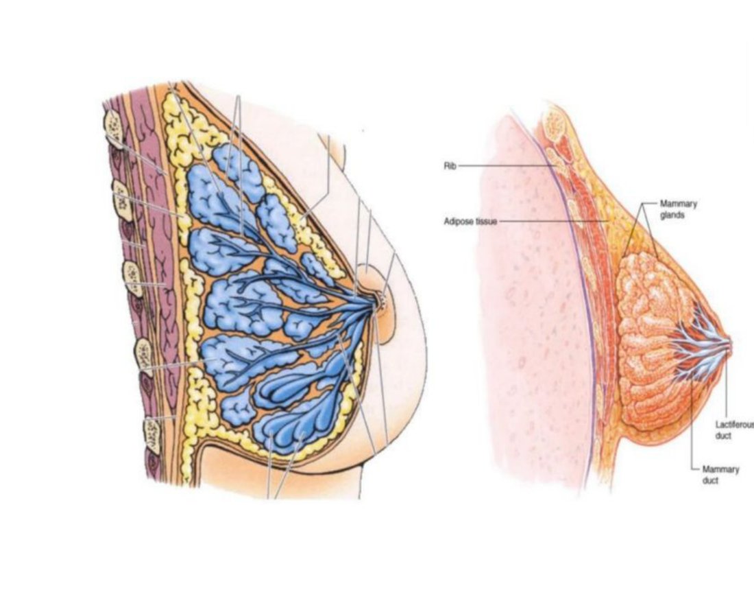 Clinical photo of the breast divided into four quadrants, plus the tail of Spence