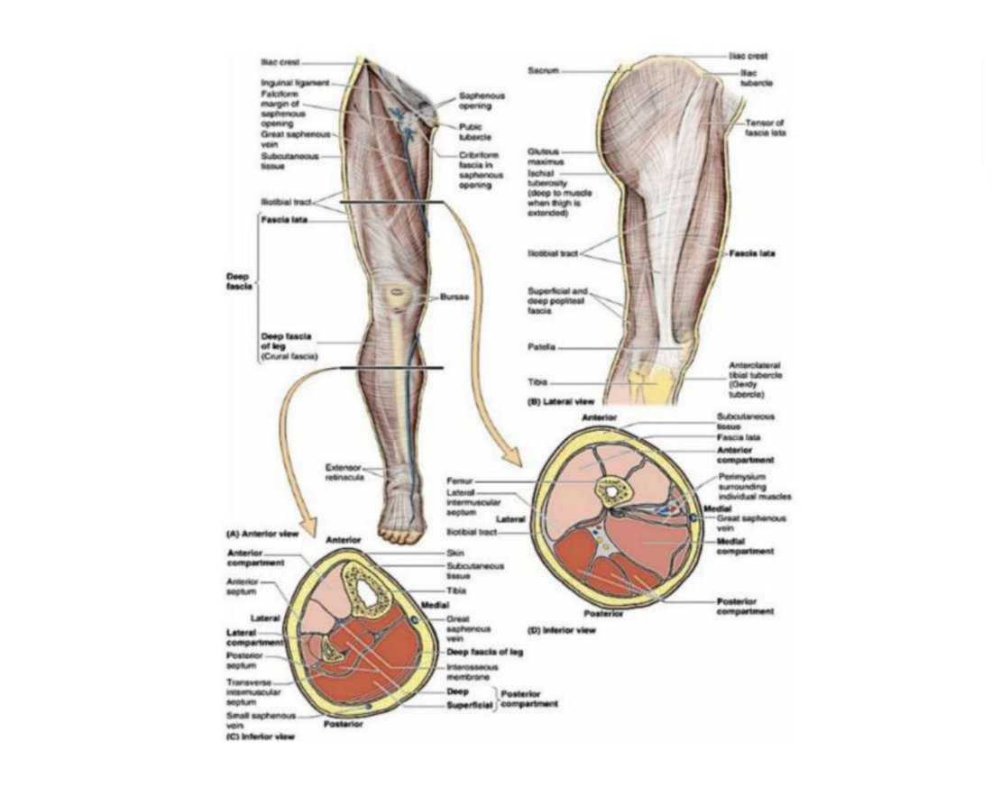 Femoral triangle dissection with its boundaries and contents labelled