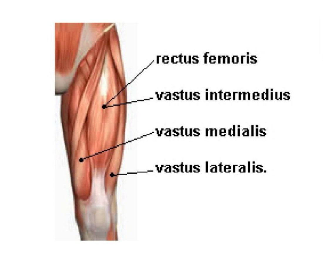 Anterior thigh illustration with rectus femoris, vastus intermedius, vastus medialis and vastus lateralis labelled