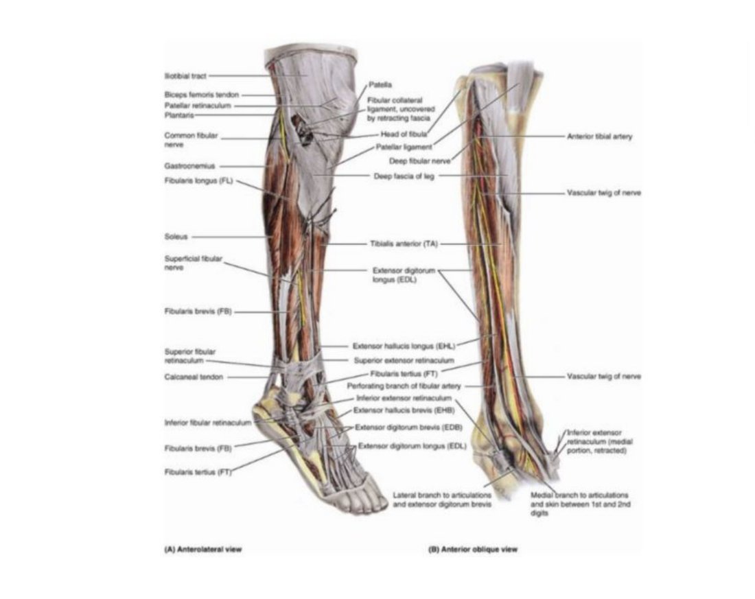 Diagram of the arterial anastomosis around the knee joint