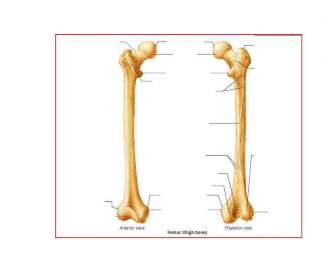 Anterior view of the tibia and fibula with landmarks labelled