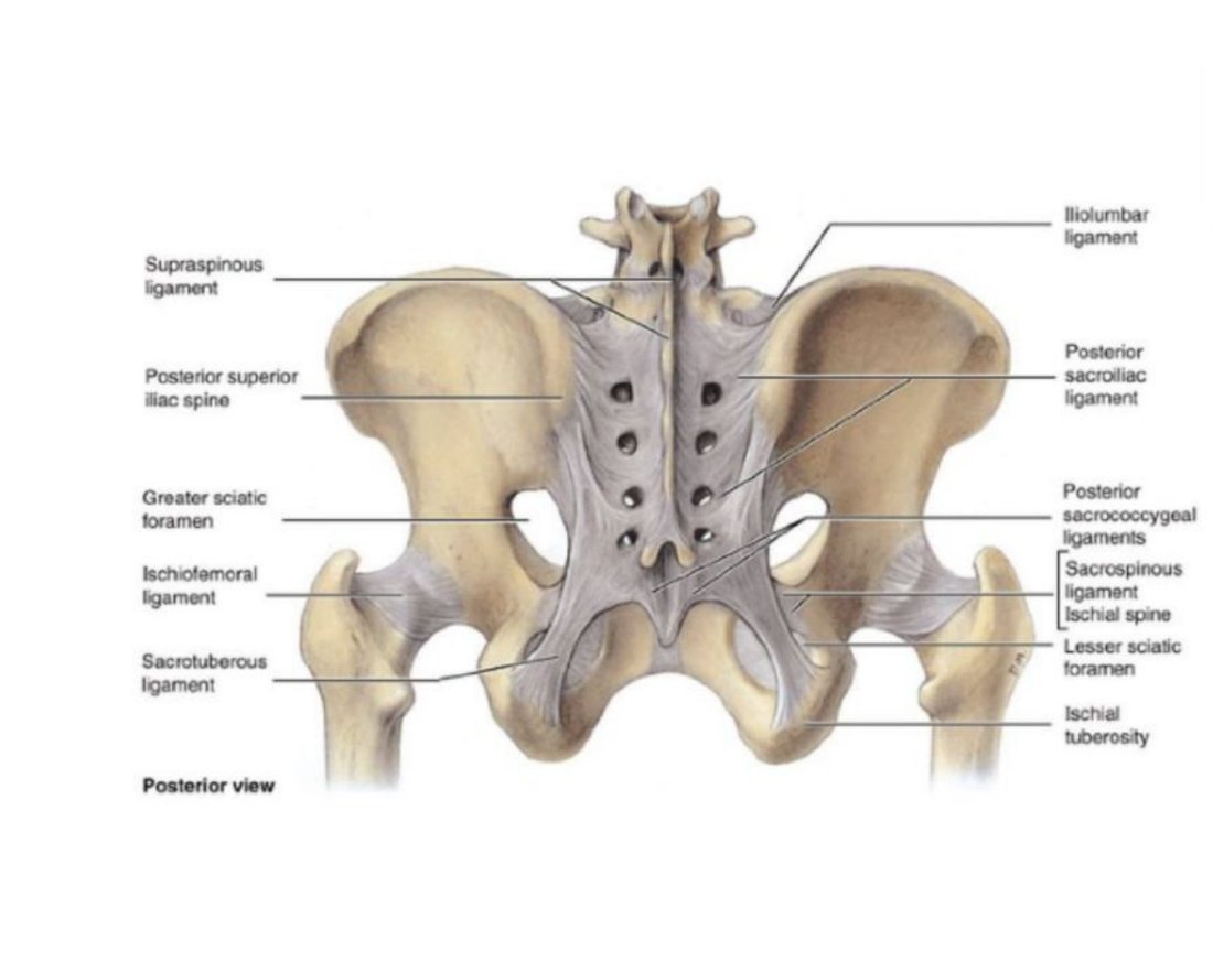 Posterior view of the pelvis with ligaments labelled