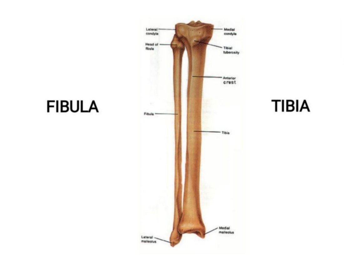 Posterior leg dissection with gastrocnemius, soleus and deep posterior compartment structures labelled