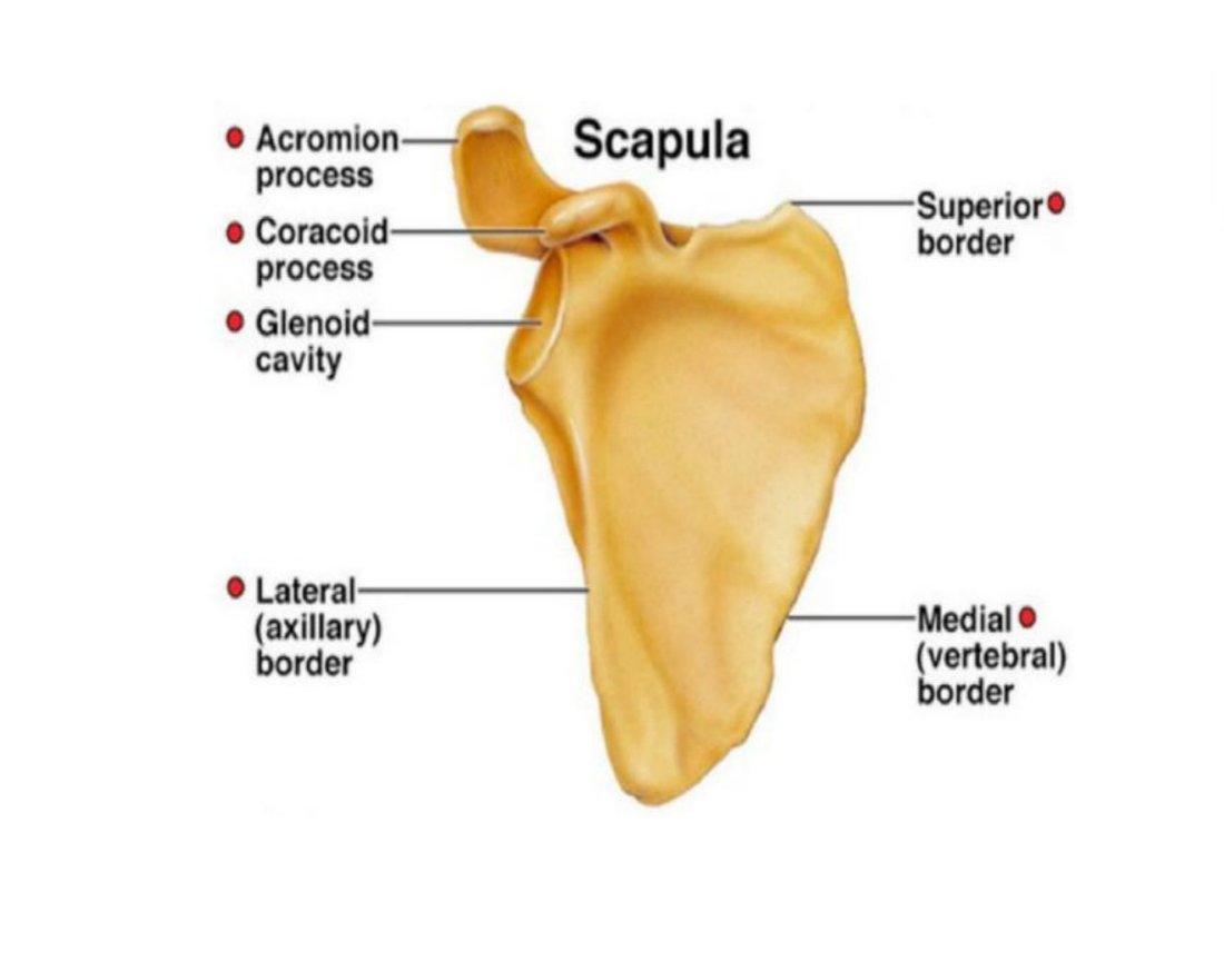 Posterior view of the scapula with its processes and borders labelled