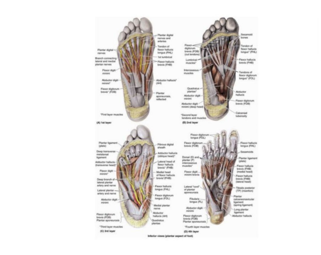 Illustration of the greater and small saphenous veins of the lower limb