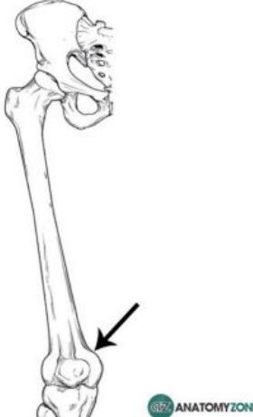 Femur with the adductor tubercle indicated