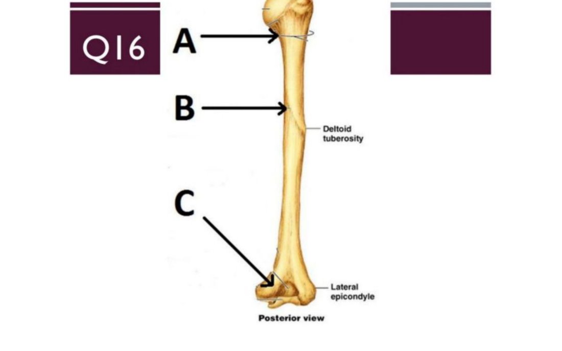 Posterior view of the humerus with A, B, C labelled