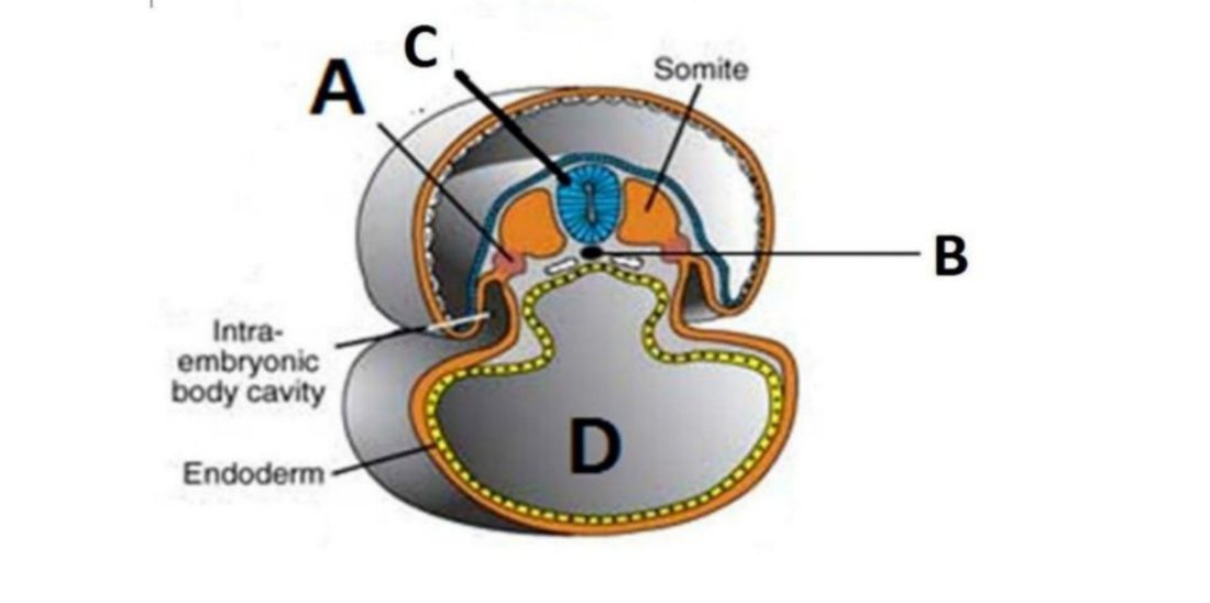 Cross-section of a trilaminar embryo with notochord (B) and primitive gut tube (D) labelled