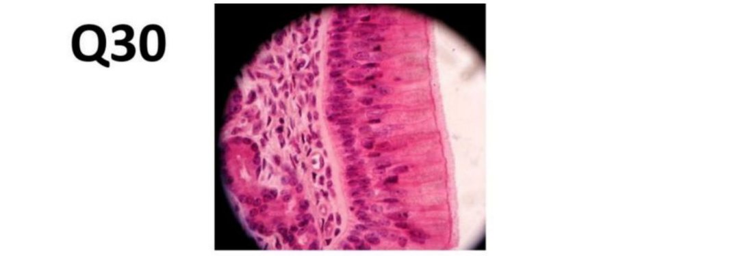 Q30 - olfactory epithelium histology