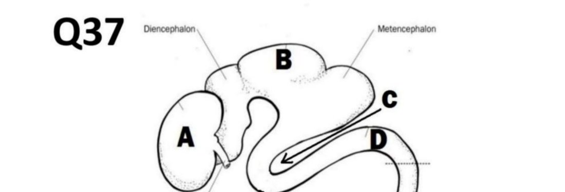 Q37 - diagram of developing brain vesicles, A-D labelled