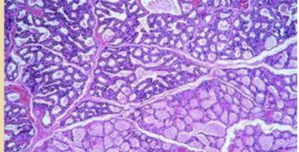 Lactating mammary gland