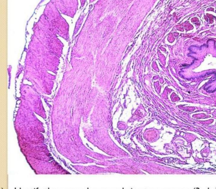 Oesophagus