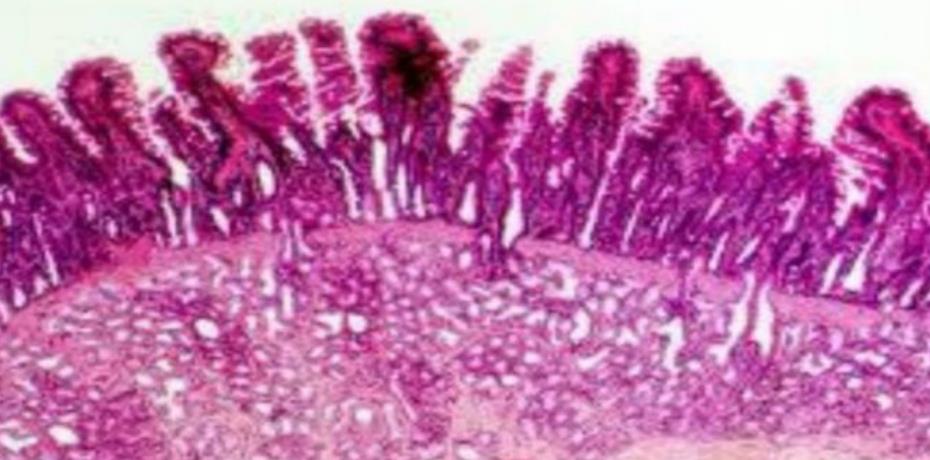 Duodenum