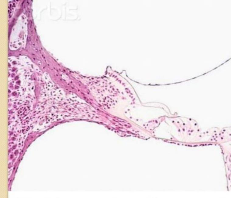Organ of Corti in the cochlea