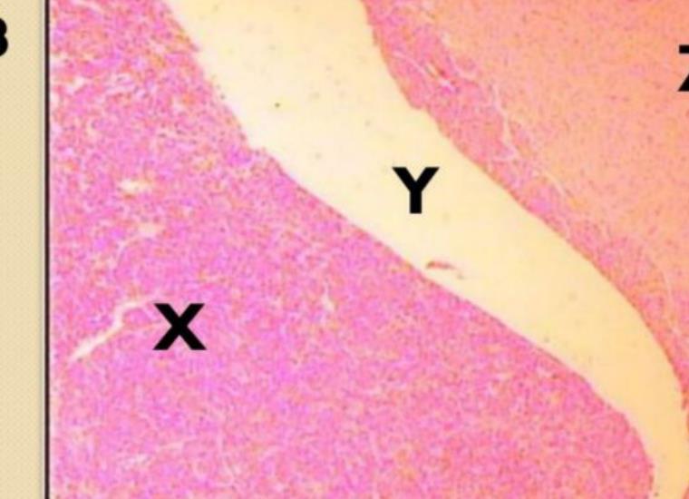 Pituitary gland with regions X, Y, and Z