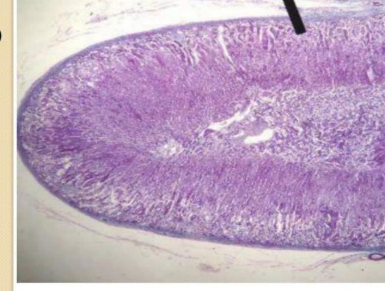 Adrenal gland