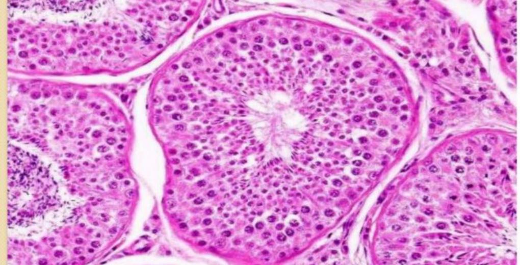 Testis histology