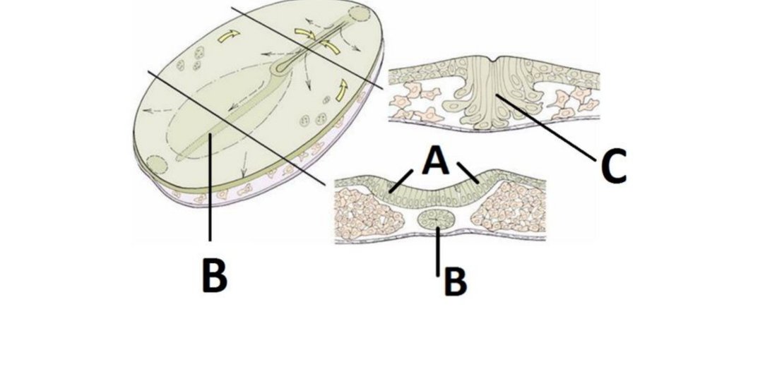 Sagittal embryo section with neural tube cross-sections labelled A, B, C