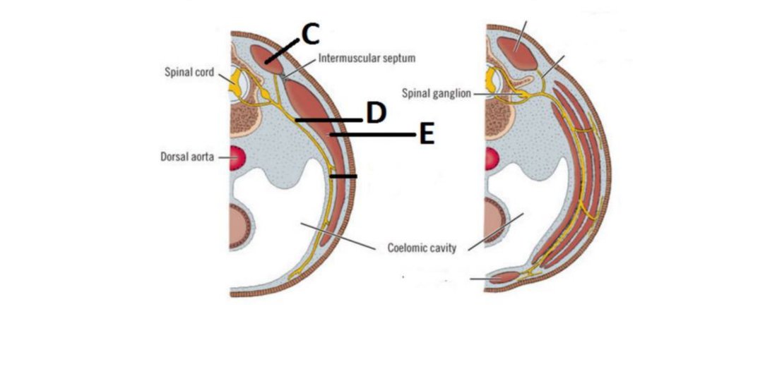 Cross-section through developing somite/myotome region with C, D, E labelled