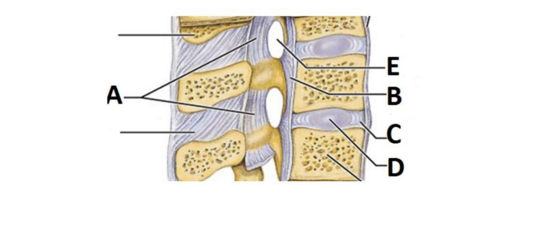 Sagittal section of vertebral column with A, B, C, D, E labelled