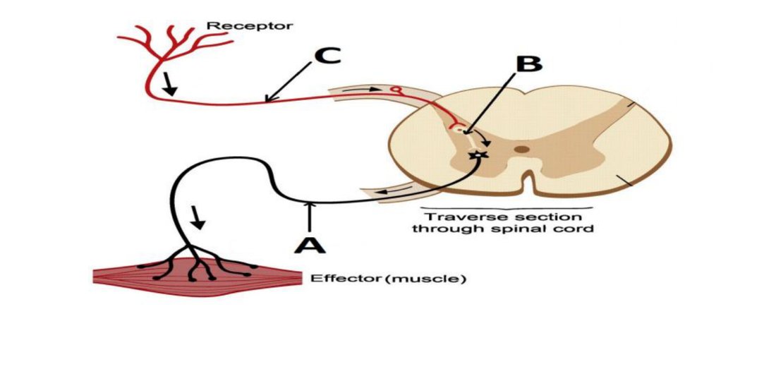 Reflex arc diagram with receptor, spinal cord, and effector; A, B, C labelled