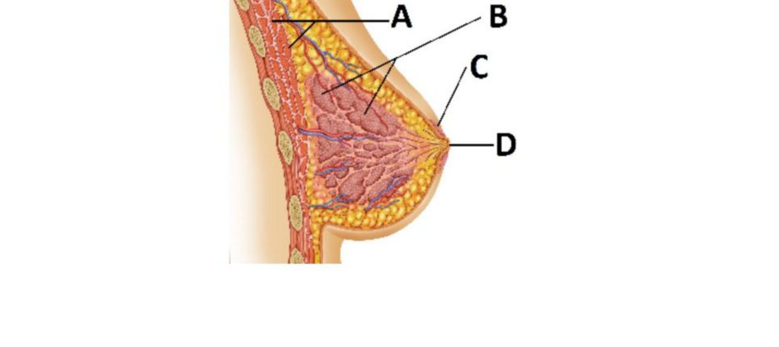 Sagittal section of the breast with A, B, C, D labelled