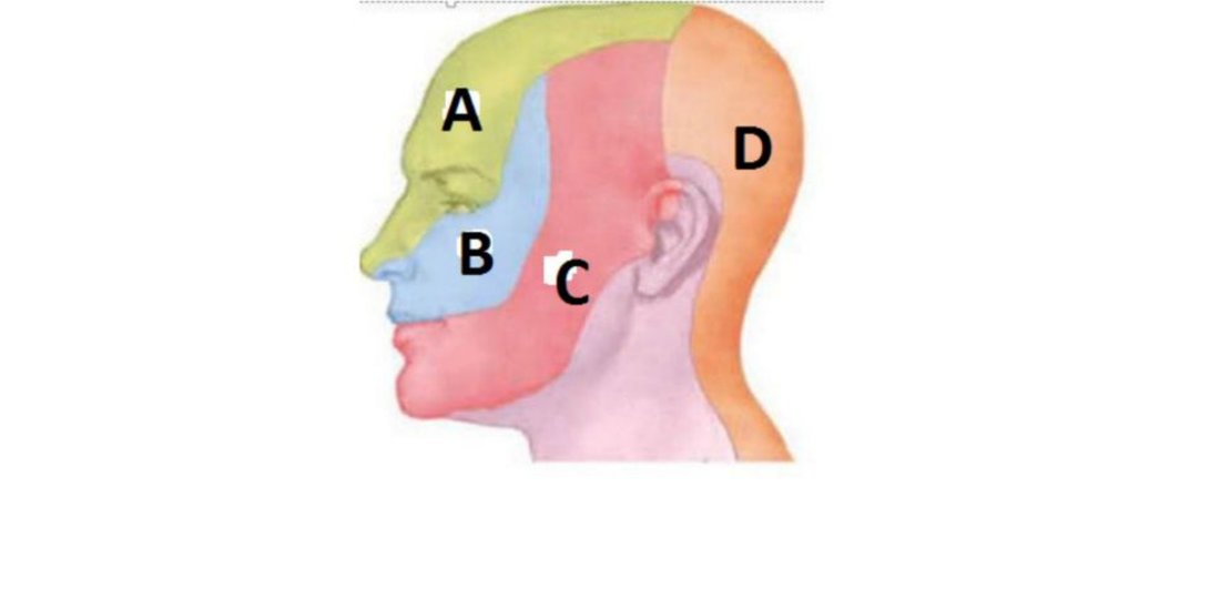 Head diagram with colour-coded sensory regions A, B, C, D